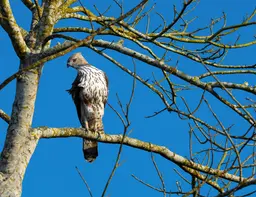 Kaziranga national park assam 1B8A9811